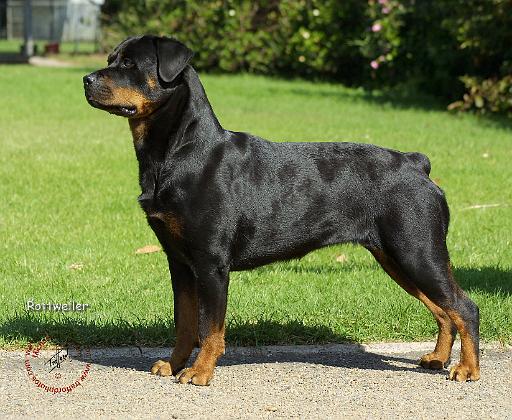 Rottweiler 9R028D-118.JPG